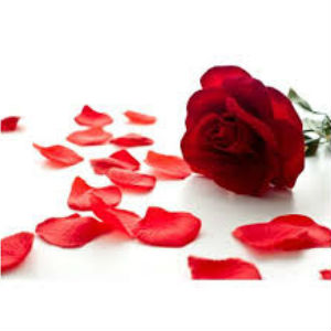 Rose Petals