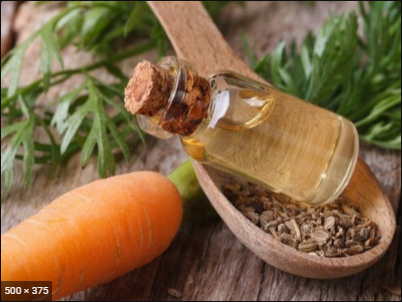 Carrot seed oil